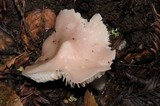 Hygrocybe calyptriformis var. calyptriformis image