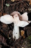 Hygrocybe calyptriformis var. calyptriformis image