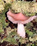 Hygrocybe calyptriformis var. calyptriformis image