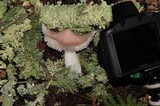 Hygrocybe calyptriformis var. calyptriformis image