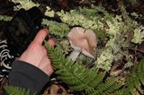 Hygrocybe calyptriformis var. calyptriformis image