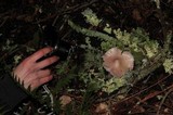 Hygrocybe calyptriformis var. calyptriformis image