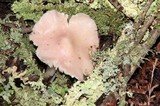 Hygrocybe calyptriformis var. calyptriformis image