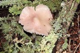 Hygrocybe calyptriformis var. calyptriformis image