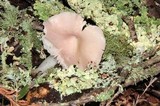 Hygrocybe calyptriformis var. calyptriformis image