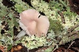 Hygrocybe calyptriformis var. calyptriformis image
