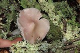 Hygrocybe calyptriformis var. calyptriformis image
