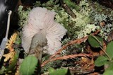 Hygrocybe calyptriformis var. calyptriformis image