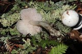 Hygrocybe calyptriformis var. calyptriformis image