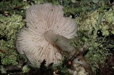 Hygrocybe calyptriformis var. calyptriformis image