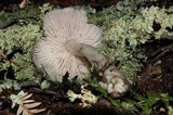 Hygrocybe calyptriformis var. calyptriformis image