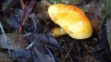 Cortinarius sinapicolor image