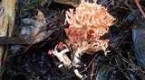 Ramaria capitata image
