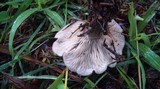 Clitocybe eucalyptorum image
