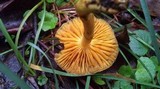 Cortinarius austrovenetus image