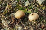 Bovista pusilla image