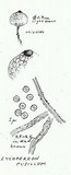 Bovista pusilla image