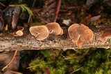 Melanotus horizontalis image