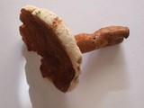 Gyroporus castaneus image