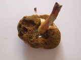 Boletus fraternus image