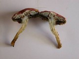 Boletus fraternus image