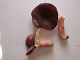 Russula mariae image