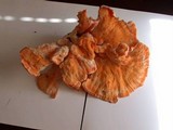 Laetiporus cincinnatus image