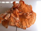 Laetiporus cincinnatus image