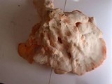 Laetiporus cincinnatus image