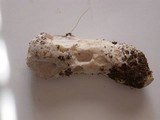 Hypomyces hyalinus image