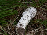Hypomyces hyalinus image