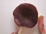Russula mariae image