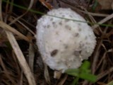 Amanita onusta image