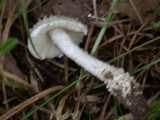 Amanita onusta image