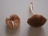 Pluteus longistriatus image