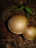 Boletus innixus image