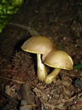 Boletus innixus image