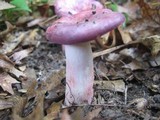 Russula mariae image