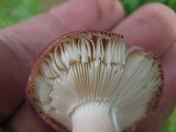 Russula mariae image