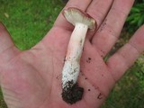 Russula mariae image