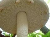 Amanita ravenelii image