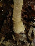 Amanita ravenelii image