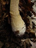 Amanita ravenelii image