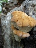 Fomitopsis spraguei image