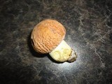 Boletus hortonii image