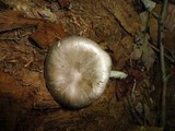 Megacollybia rodmani image