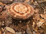 Laetiporus persicinus image