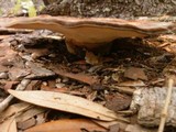 Laetiporus persicinus image