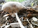 Laetiporus persicinus image