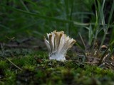 Tremellodendron pallidum image